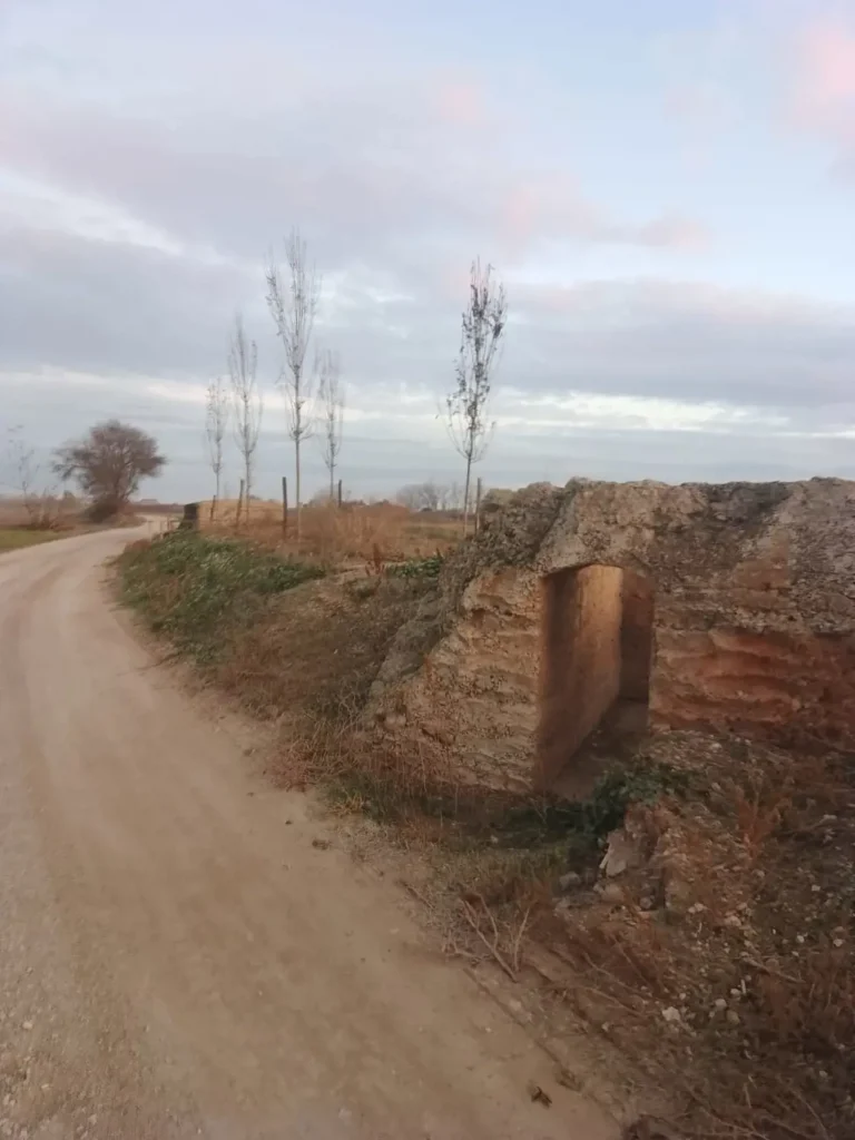 Replantació de freixes i lledoners a la banqueta del canal amb el suport de la Diputació